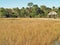 Marsh Land along the Florida Trail