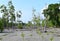 Marsh Land and Young Mangrove Trees - Elephant Beach, Havelock Island, Andaman Nicobar Islands, India