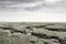 Marsh lands landscape in England