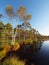 Marsh landscape