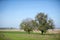 Marsh landscape, Carska Bara near to Zrenjanin Serbia