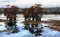 Marsh landscape, cypress trees grow from the water, Louisiana, USA