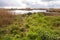 Marsh Landscape in nature wetland Green Jonker.