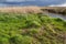 Marsh Landscape in nature wetland Green Jonker.