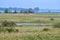 Marsh landscape at Presqu\\\'ile with sailboat on the horizon