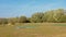 Marsh landscape with trees and shrubs on a sunny day in the flemish countryside