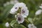 Marsh mallow (althaea officinalis) 06