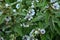 Marsh mallow (Althaea officinalis