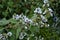 Marsh mallow (Althaea officinalis