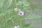Marsh mallow Althaea officinalis