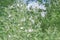 Marsh mallow Althaea officinalis