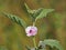 Marsh mallow or common marshmallow, Althaea officinalis