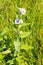 Marsh mallow flower (Althaea officinalis)