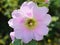 Marsh mallow flowers