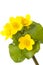 Marsh Marigold