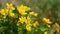 Marsh Marigold