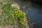 Marsh Marigold aka Kingcup