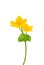 Marsh marigold (Caltha palustris)