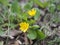 Marsh Marigold Caltha palustris also known as Cowslip, Yellow Marsh Marigold, American Cowslip, Water Blobs, May Blobs, Horse