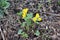 Marsh-marigold (Caltha palustris) on the banks of the creek