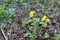 Marsh-marigold (Caltha palustris) on the banks of the creek