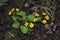 Marsh-marigold (Caltha palustris) on the banks of the creek