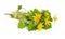 Marsh Marigold or Caltha palustris isolated on white