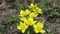 Marsh Marigold Caltha palustris, yellow spring flowers,Flowers grow on a forest pole flooded from melted snow