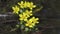 Marsh Marigold Caltha palustris, yellow spring flowers,Flowers grow on a forest pole flooded from melted snow,Flower on the backgr