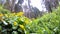 Marsh-marigold, closeup of the flower