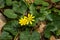 Marsh Marigold or Cowslip â€“ Caltha palustris