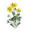 Marsh marigold flower. caltha palustris daisy flower or bellis perennis . Antique hand drawn flowers illustration. Vintage and a