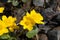 Marsh-marigold flowers blossoming in the pond bank