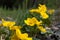 Marsh-marigold flowers blossoming in the pond bank