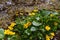 Marsh Marigold flowers (Caltha palustris) is sign of spring