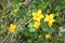 Marsh Marigold flowers in yellow growing on wet woodland blossom