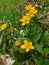 Marsh marigold growing in the mountain forest