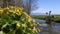 Marsh Marigold at Old Water Mill