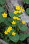 Marsh Marigold Rise Up from the Swamp