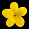 Marsh Marigold Yellow Flower Isolated on Black