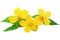 Marsh Marigold Yellow wildflowers isolated on white background