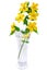 Marsh Marigold Yellow wildflowers in vase isolated on white