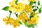 Marsh Marigold Yellow wildflowers in vase isolated on white bac