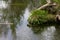 Marsh Marigolds On Riverbank