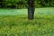 Marsh Marigolds Surround Tree in Field