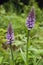 Marsh Orchid Hybrid