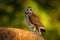 Marsh owl, Asio capensis, Lake Kariba, Zimbabwe. Bird siting on the stone in green vegetation, evening light. owl in the habitat.