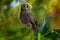 Marsh owl, Asio capensis, Lake Kariba, Zimbabwe. Bird siting on the stone in green vegetation, evening light. owl in the habitat.