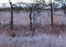 Marsh pine branches in close-up, crippled mire pines in the autumn morning, the first frost covers the ground in the marsh