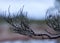 Marsh pine branches in close-up, crippled mire pines in the autumn morning, the first frost covers the ground in the marsh